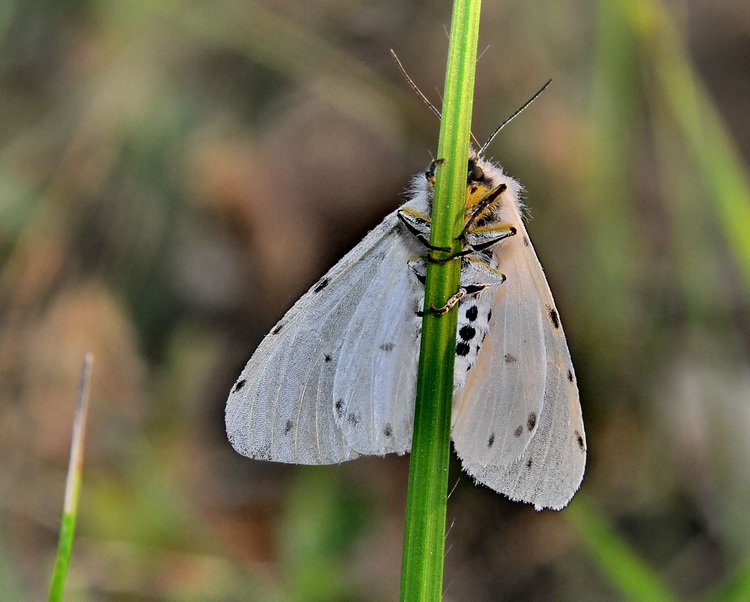 Spilosoma sp? - No, Diaphora mendica